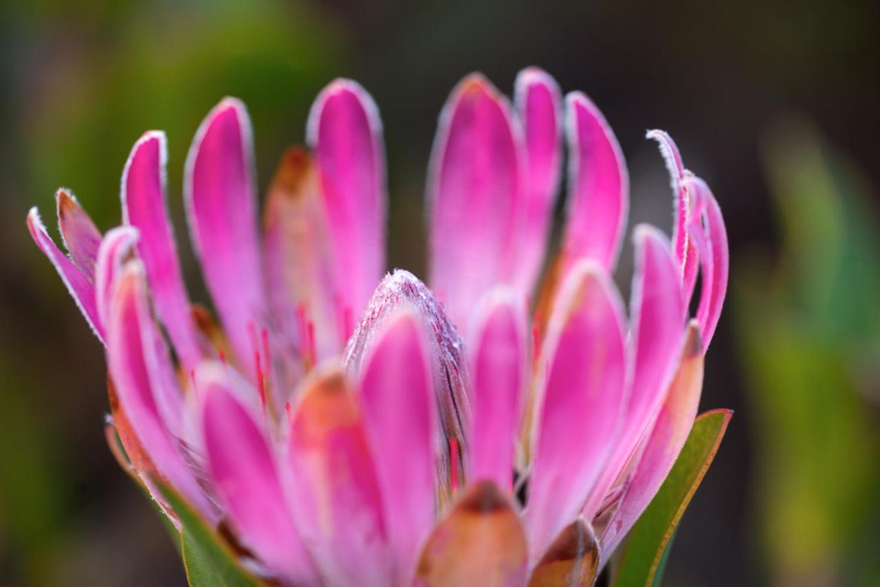 Honeyrock Cottages Kleinmond Eksteriør bilde